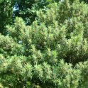 Podocarpus neriifolius
